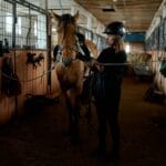 Kobieta jeździec w kasku przygotowuje kasztanowego konia do jazdy